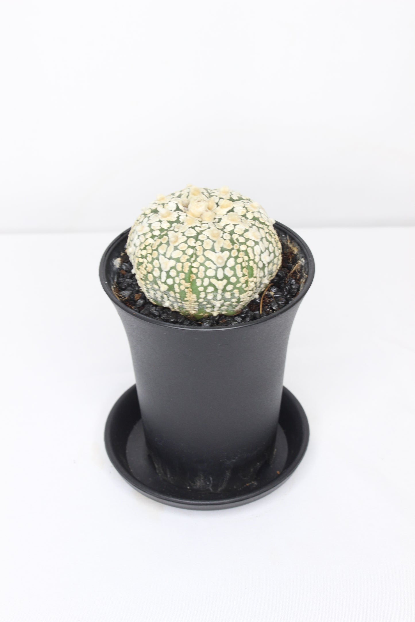 Astrophytum Super Kabuto