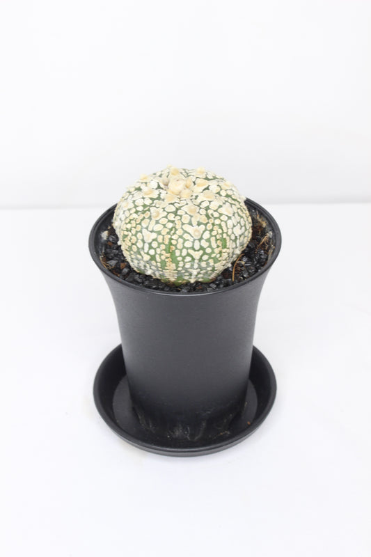 Astrophytum Super Kabuto
