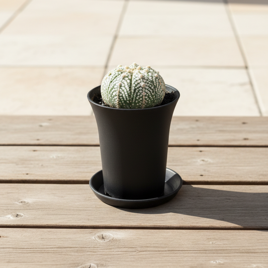 Astrophytum Super Kabuto