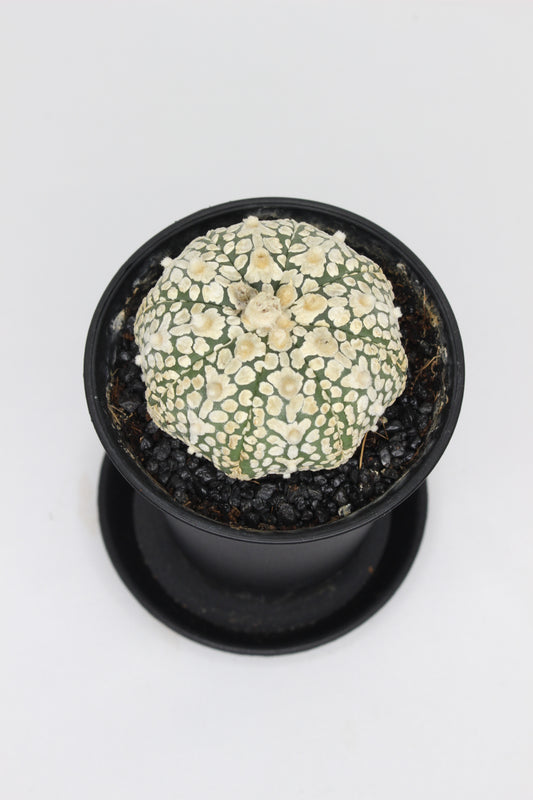 Astrophytum Super Kabuto