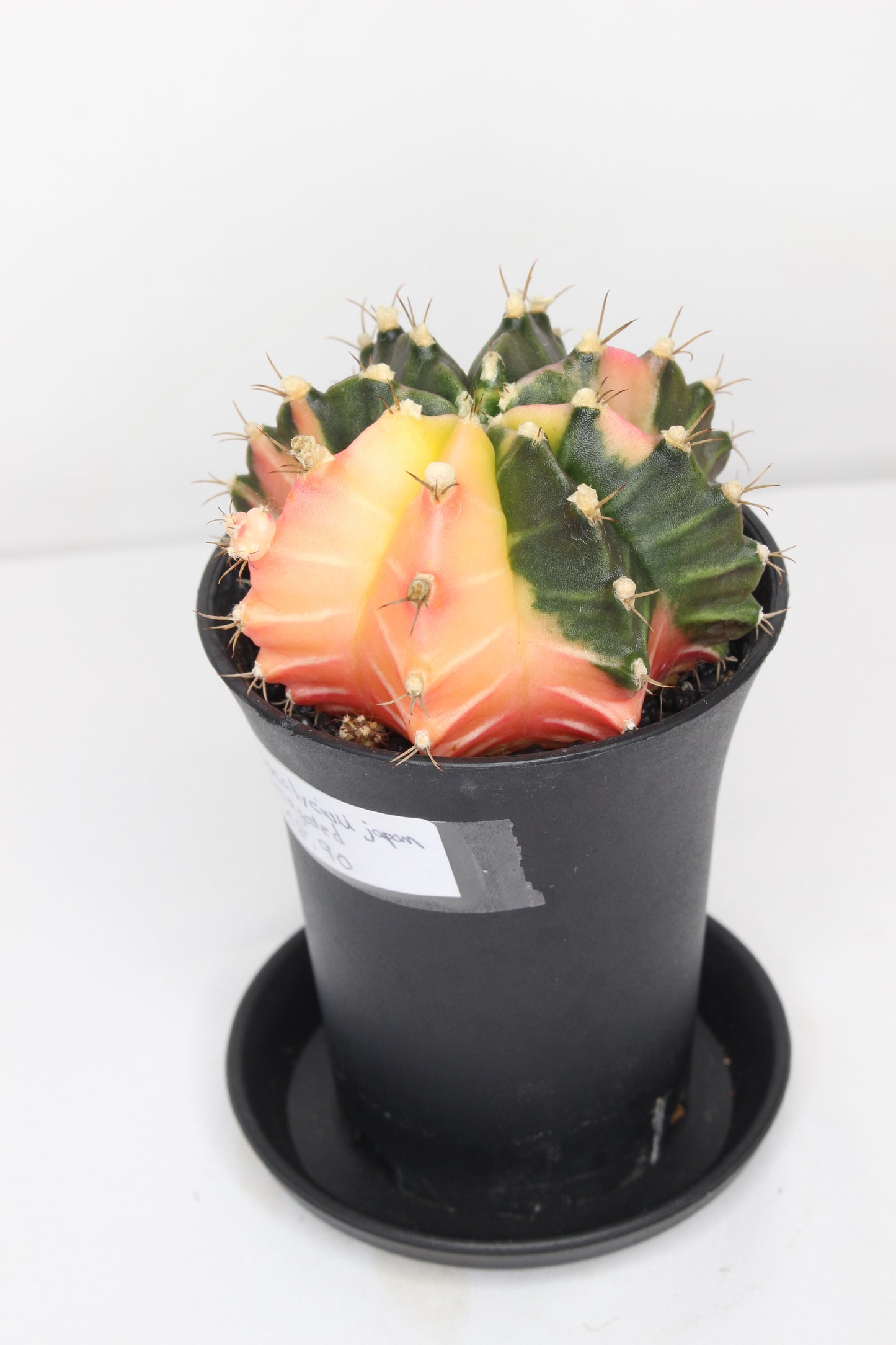 Gymnocalycium Japan Variegado