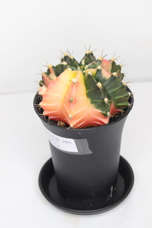 Gymnocalycium Japan Variegado