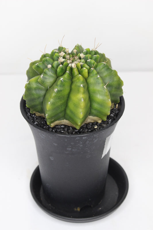 Gymnocalycium Spine Less