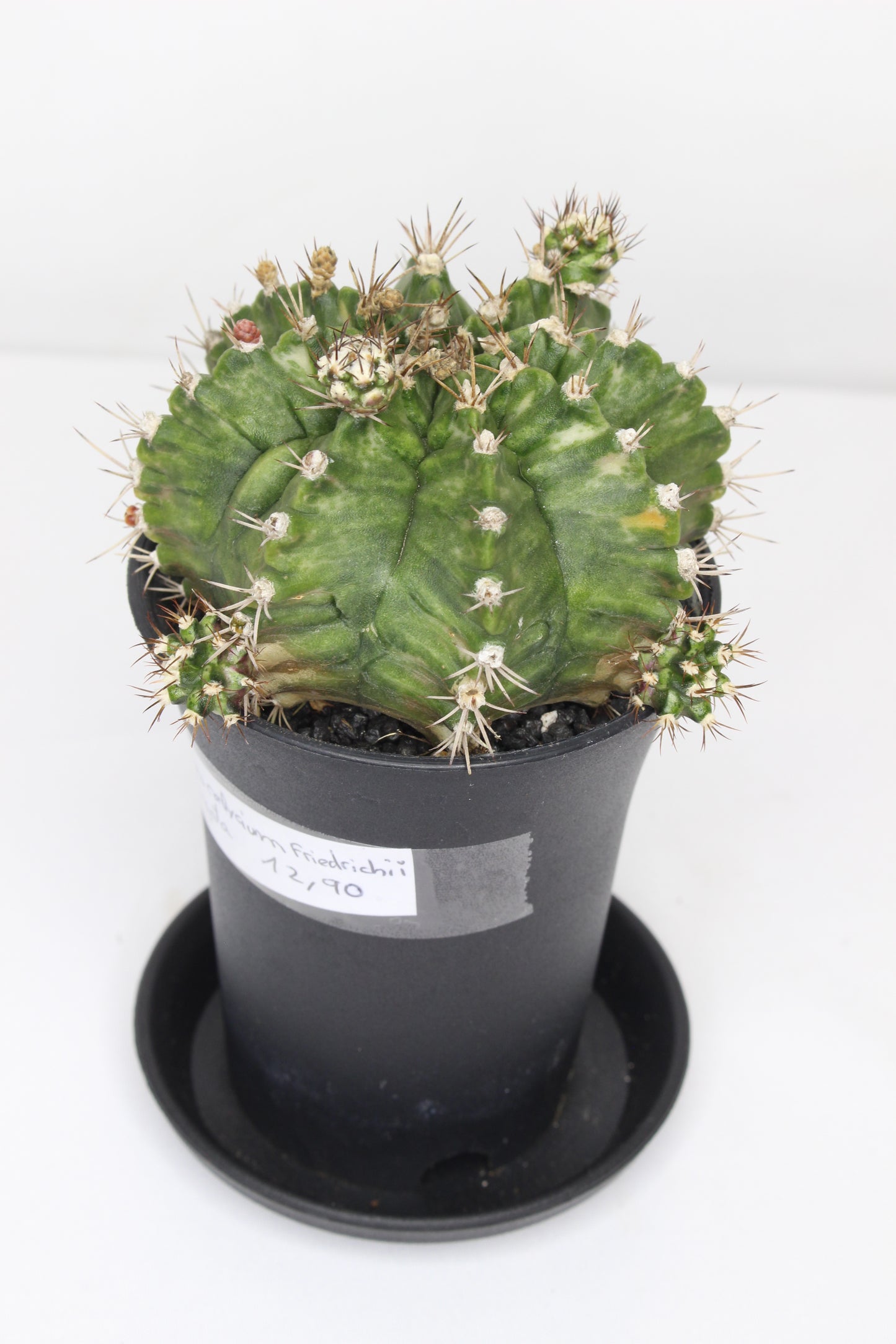 Gymnocalycium XL Variegado