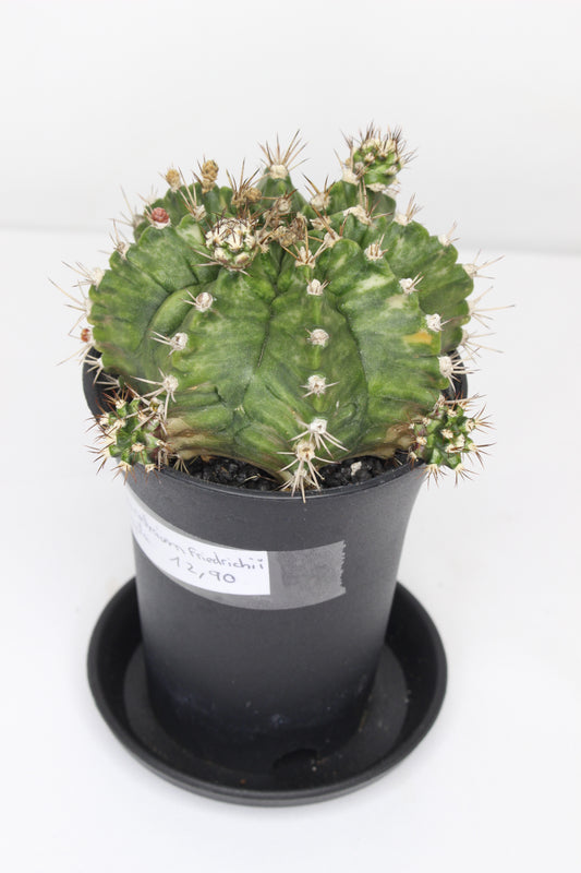 Gymnocalycium XL Variegado