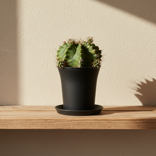 cactus-variegado
