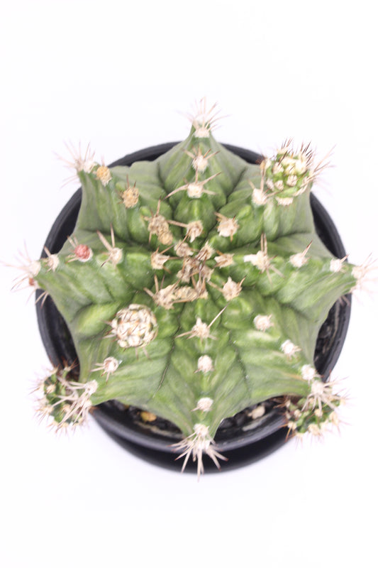 Gymnocalycium XL Variegado