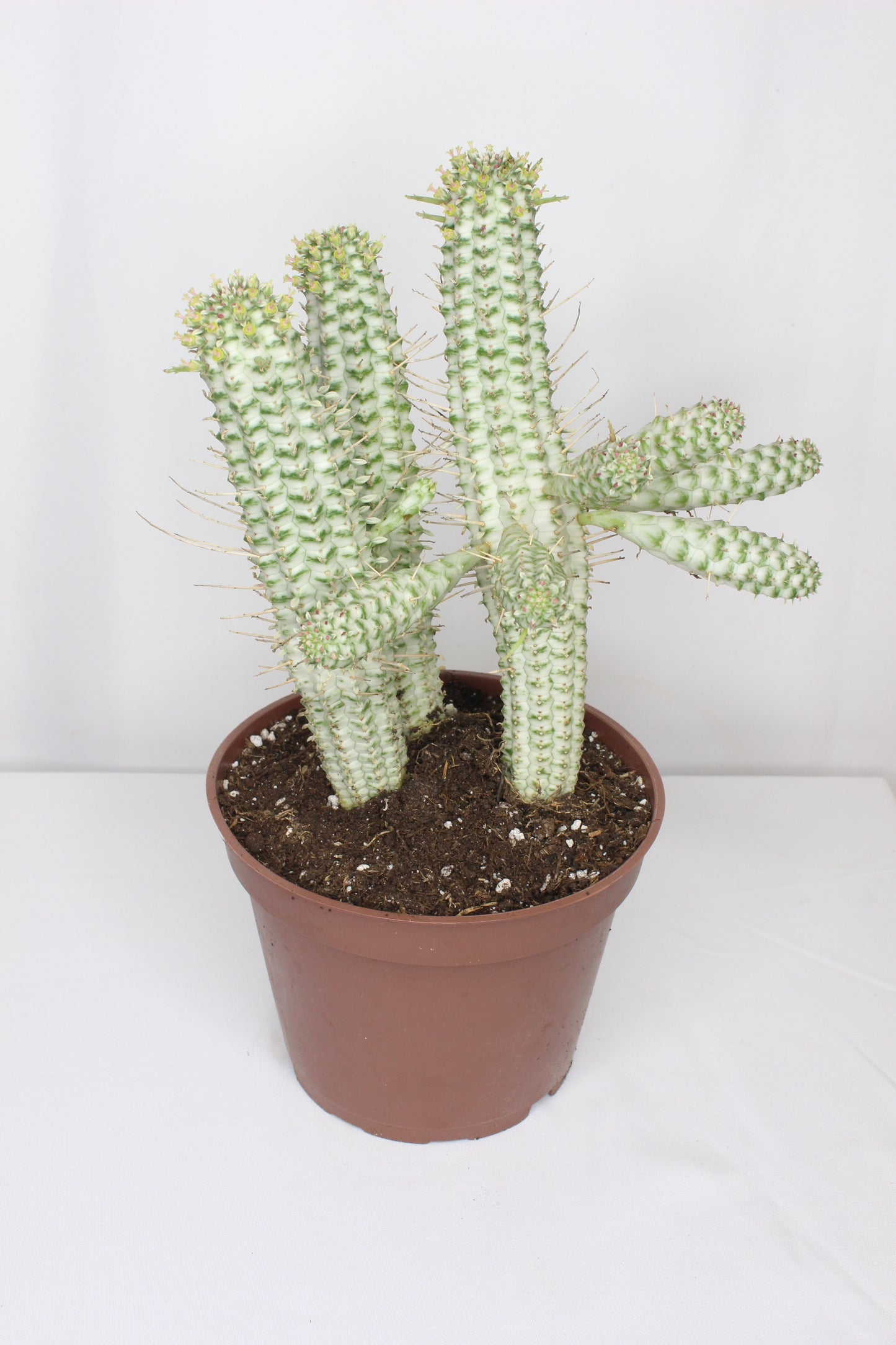 Euphorbia Mammillaris Variegata