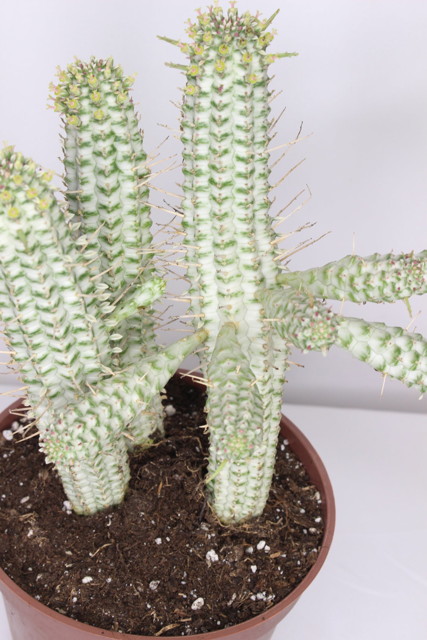 Euphorbia Mammillaris Variegata