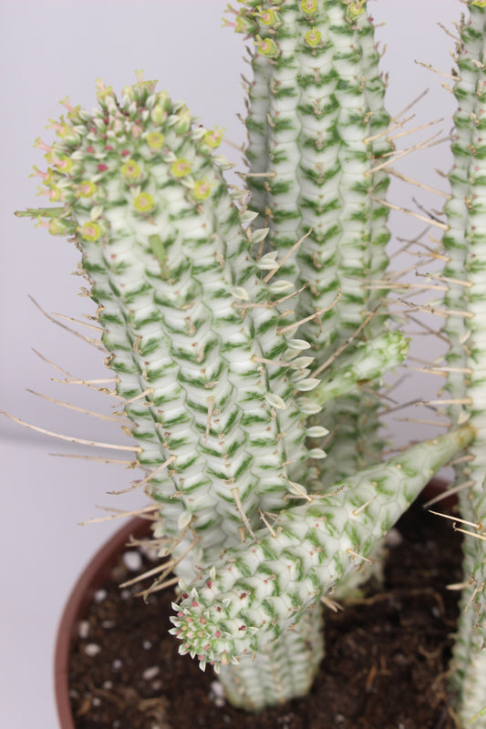 Euphorbia Mammillaris Variegata