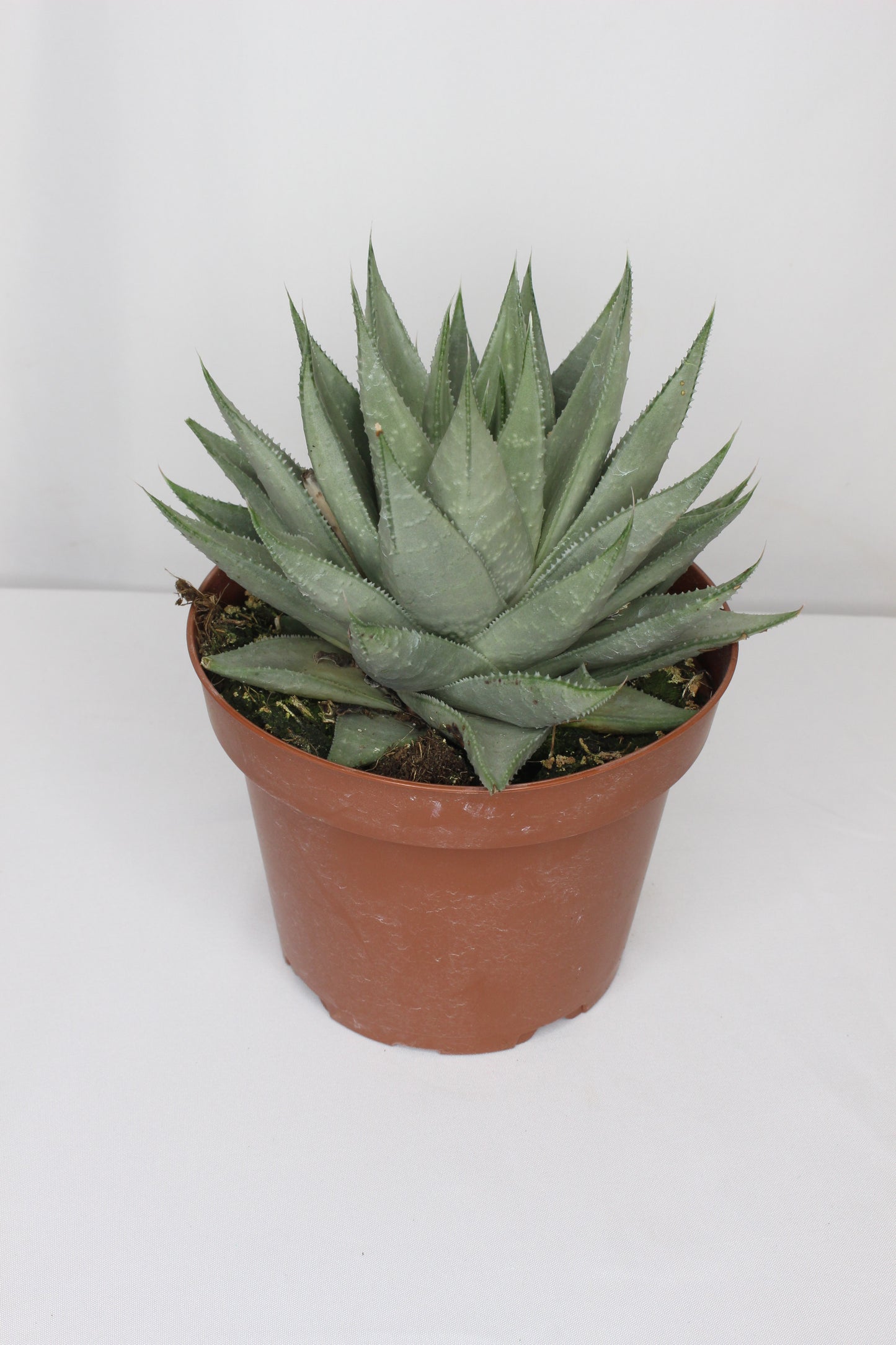 Gasteraloe Savanna