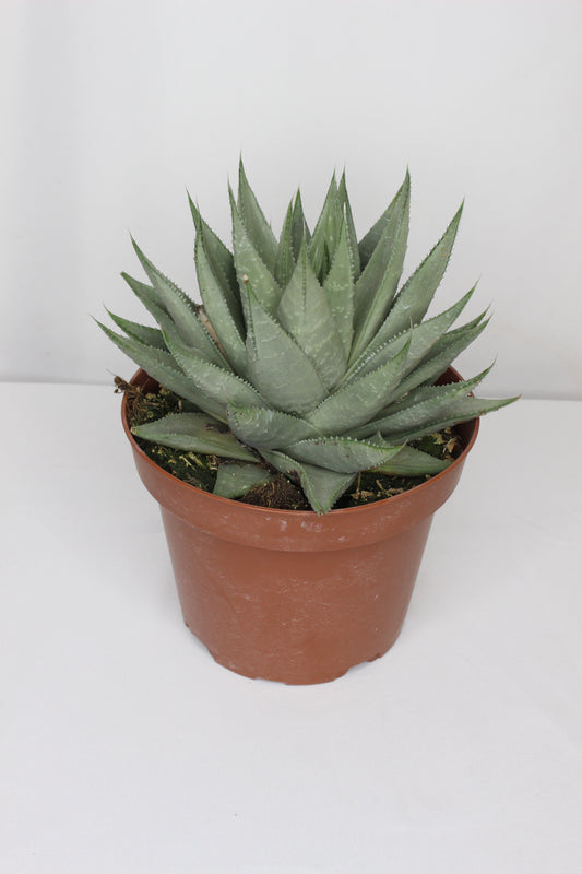Gasteraloe Savanna
