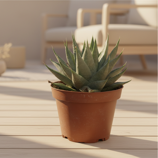 suculenta-gasteraloe