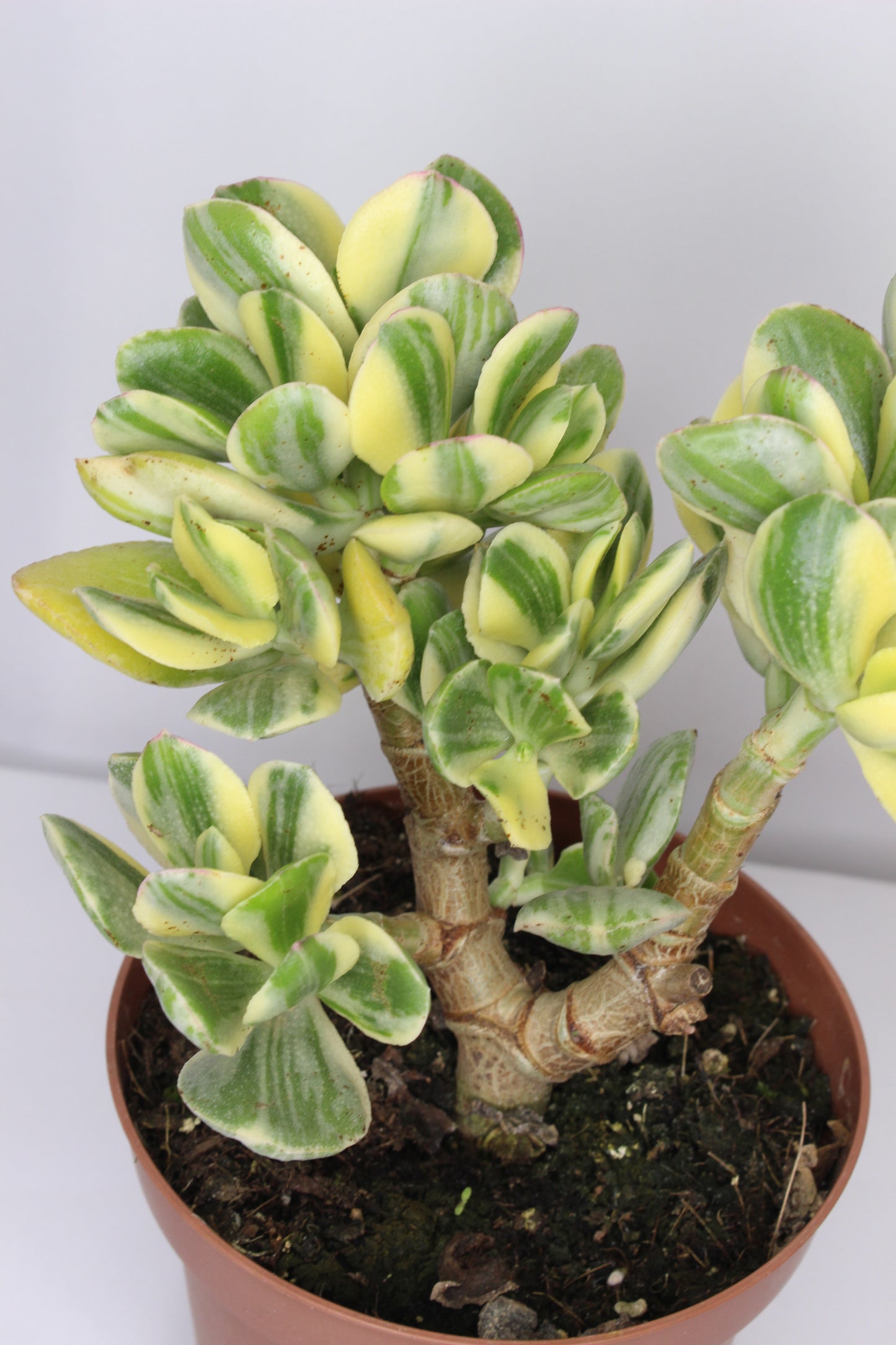 Crassula Ovata Variegada (Árbol De Jade)