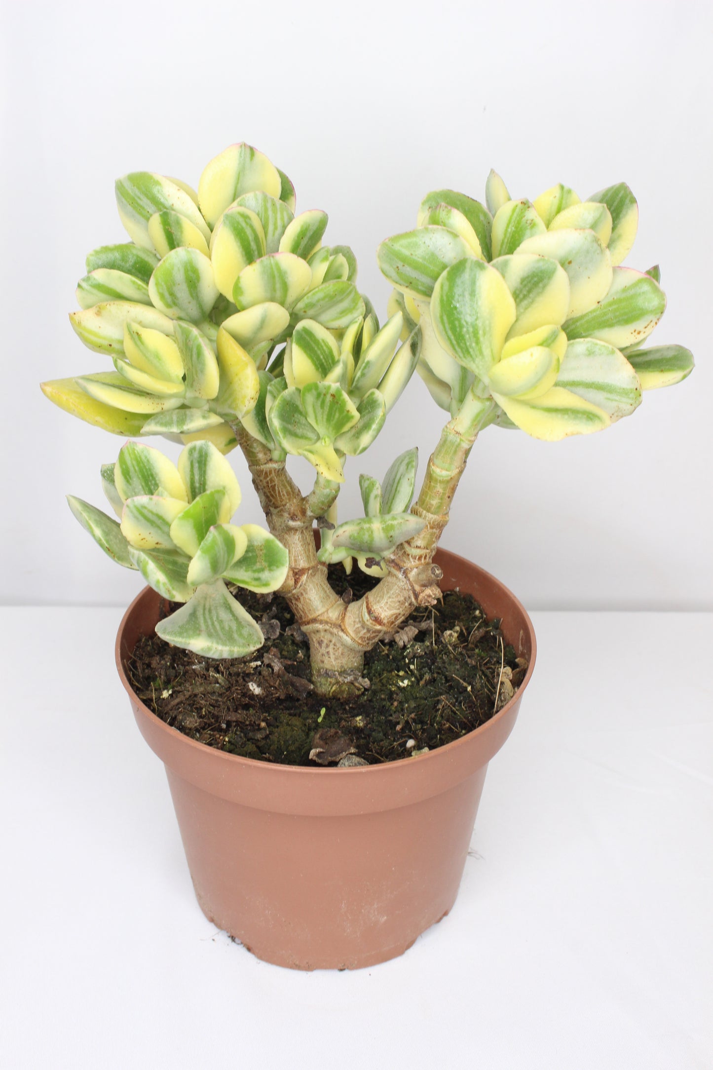 Crassula Ovata Variegada (Árbol De Jade)