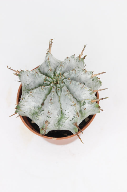 Euphorbia Horrida