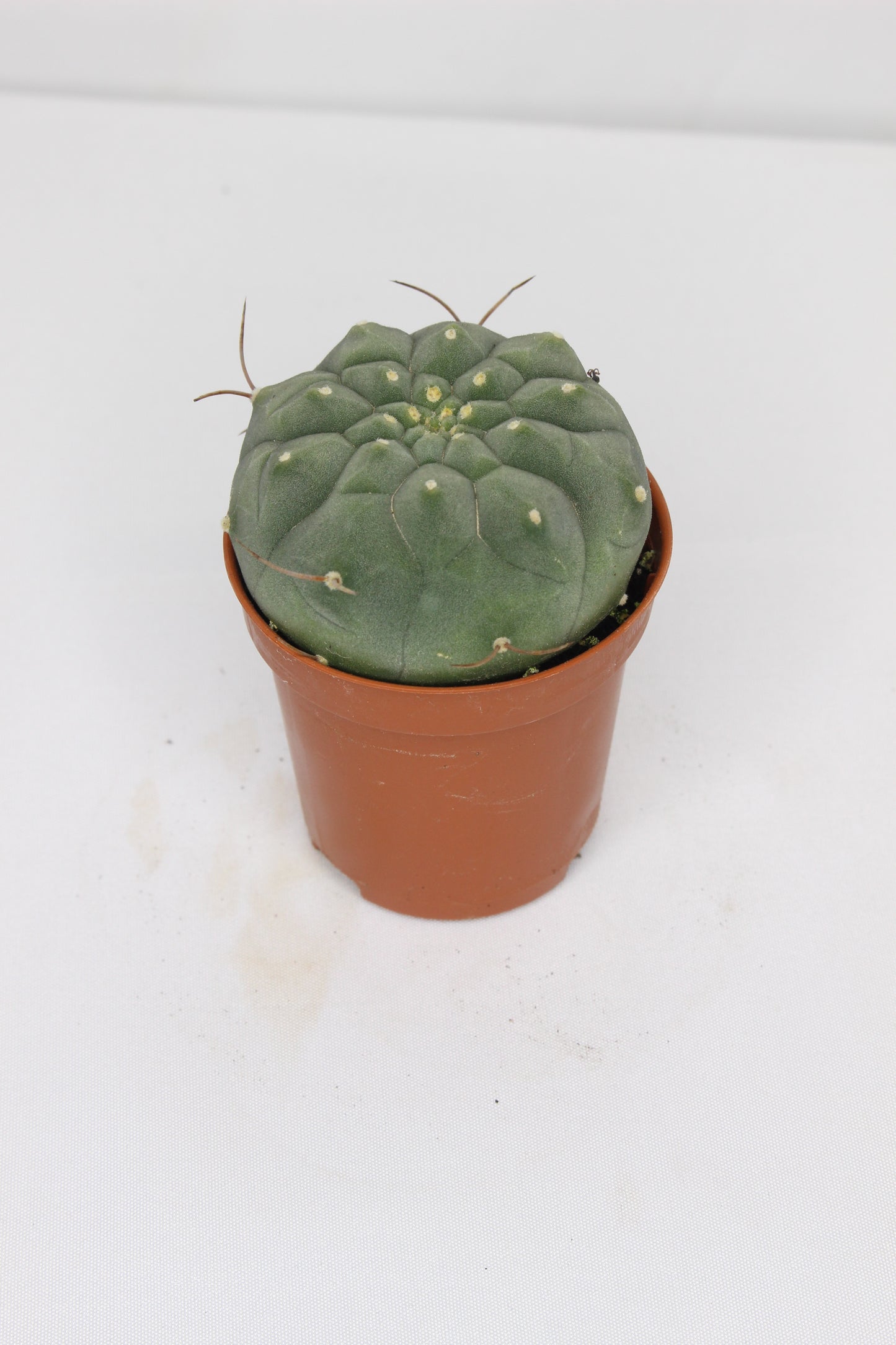 Matucana Madisoniorum