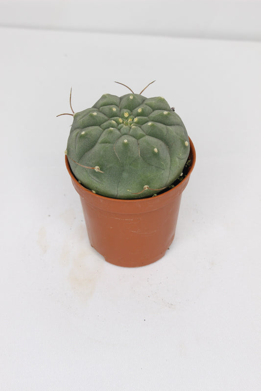 Matucana Madisoniorum