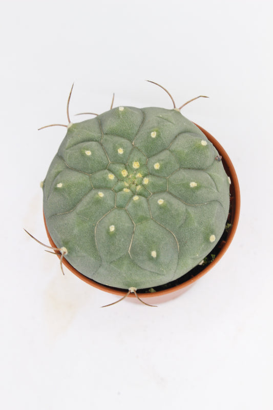 Matucana Madisoniorum
