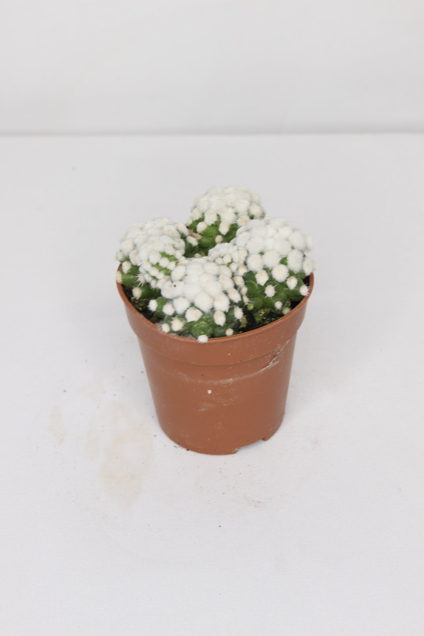 Mammillaria Gracilis