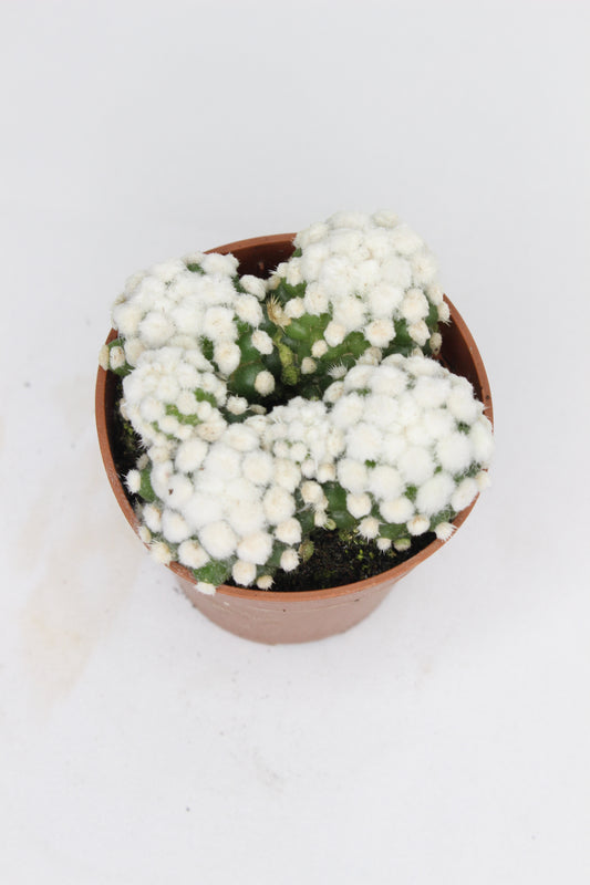 Mammillaria Gracilis