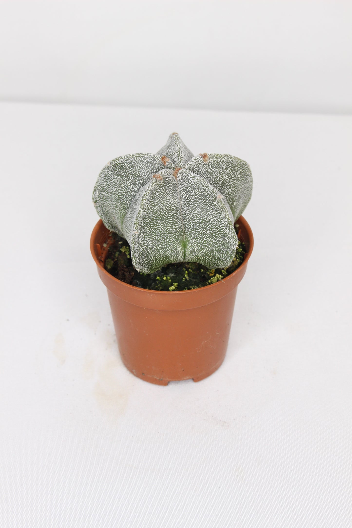 Astrophytum Myriostigma Estrella 5 Puntas