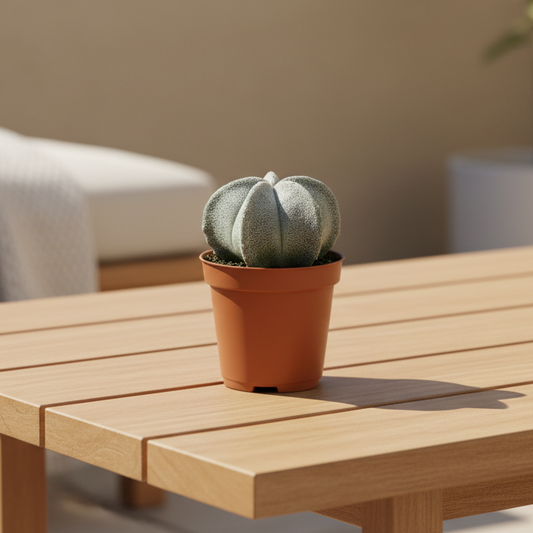 cactus-coleccionable