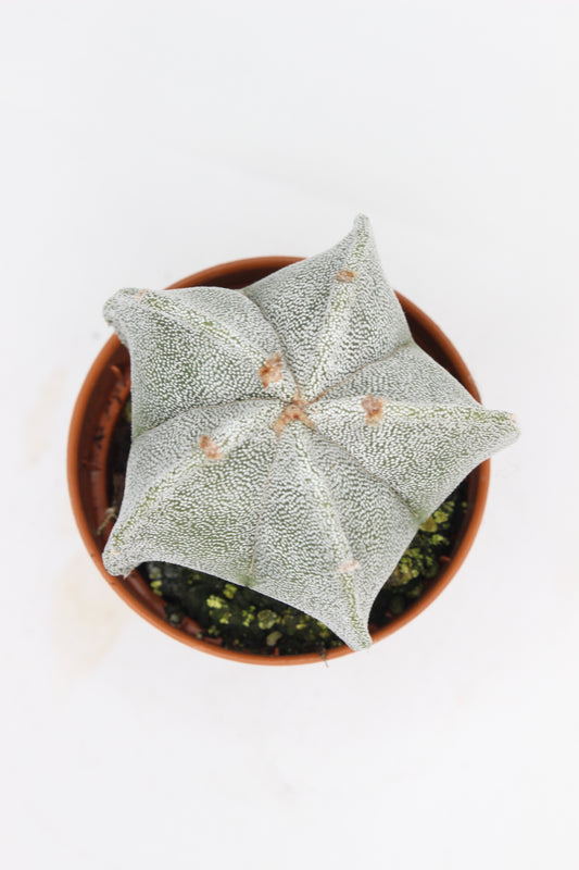 Astrophytum Myriostigma Estrella 5 Puntas