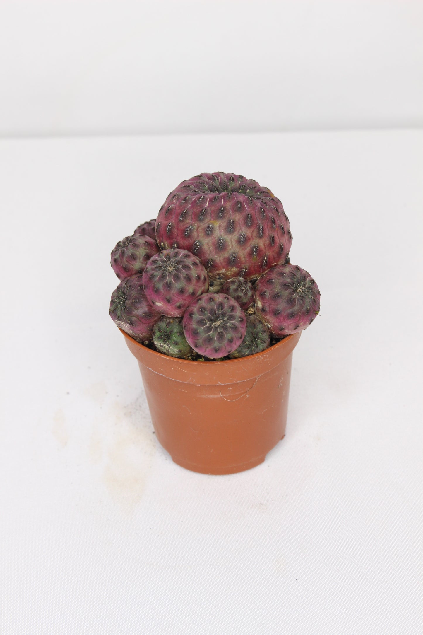 Sulcorebutia Rauschii