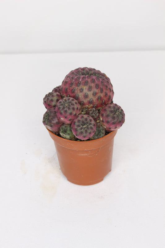 Sulcorebutia Rauschii