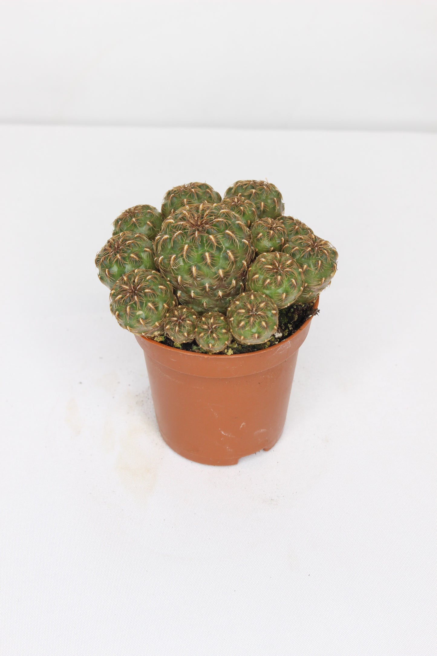 Sulcorebutia Totorensis