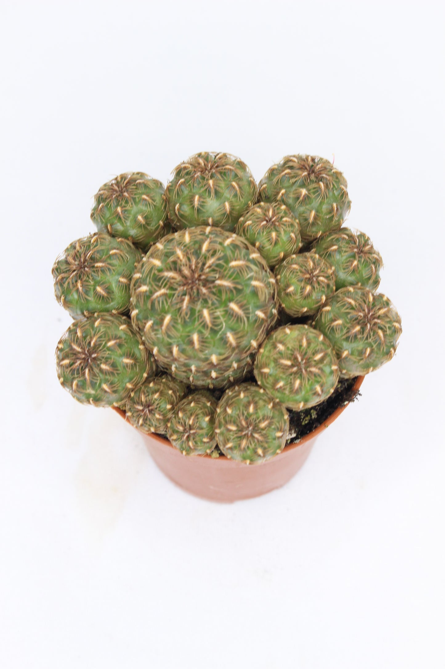 Sulcorebutia Totorensis