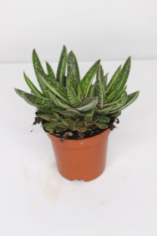 Gasteraloe Hibrido