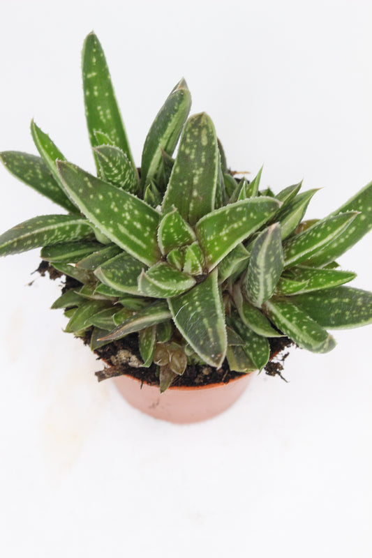 Gasteraloe Hibrido