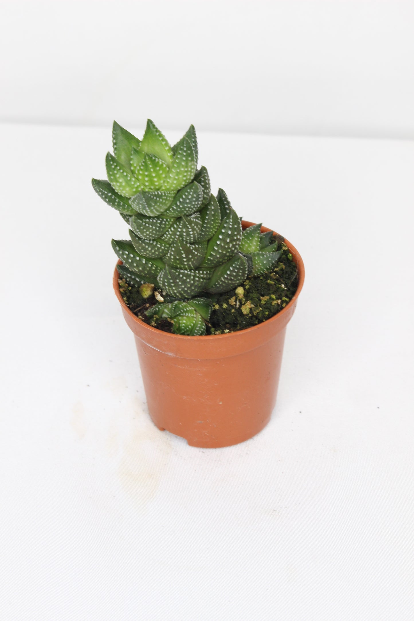 Haworthia Coarctata