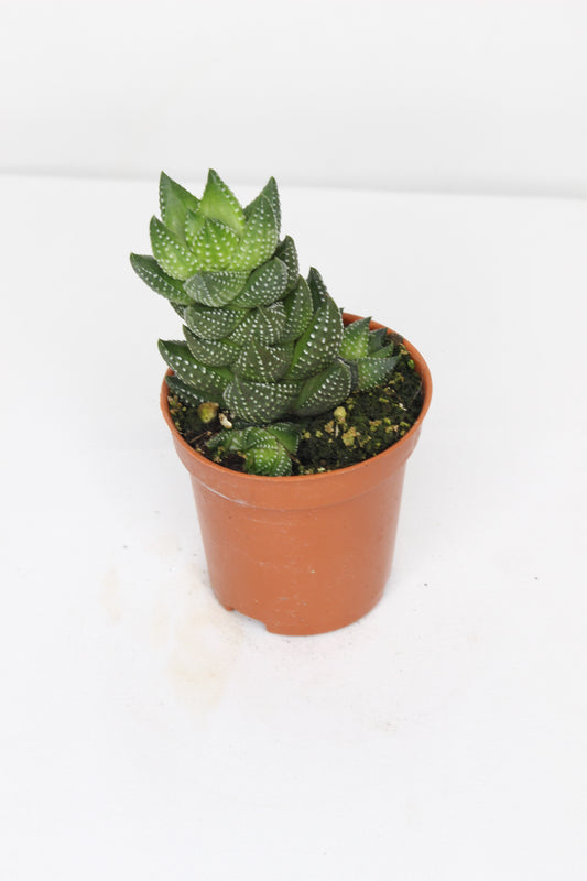 Haworthia Coarctata
