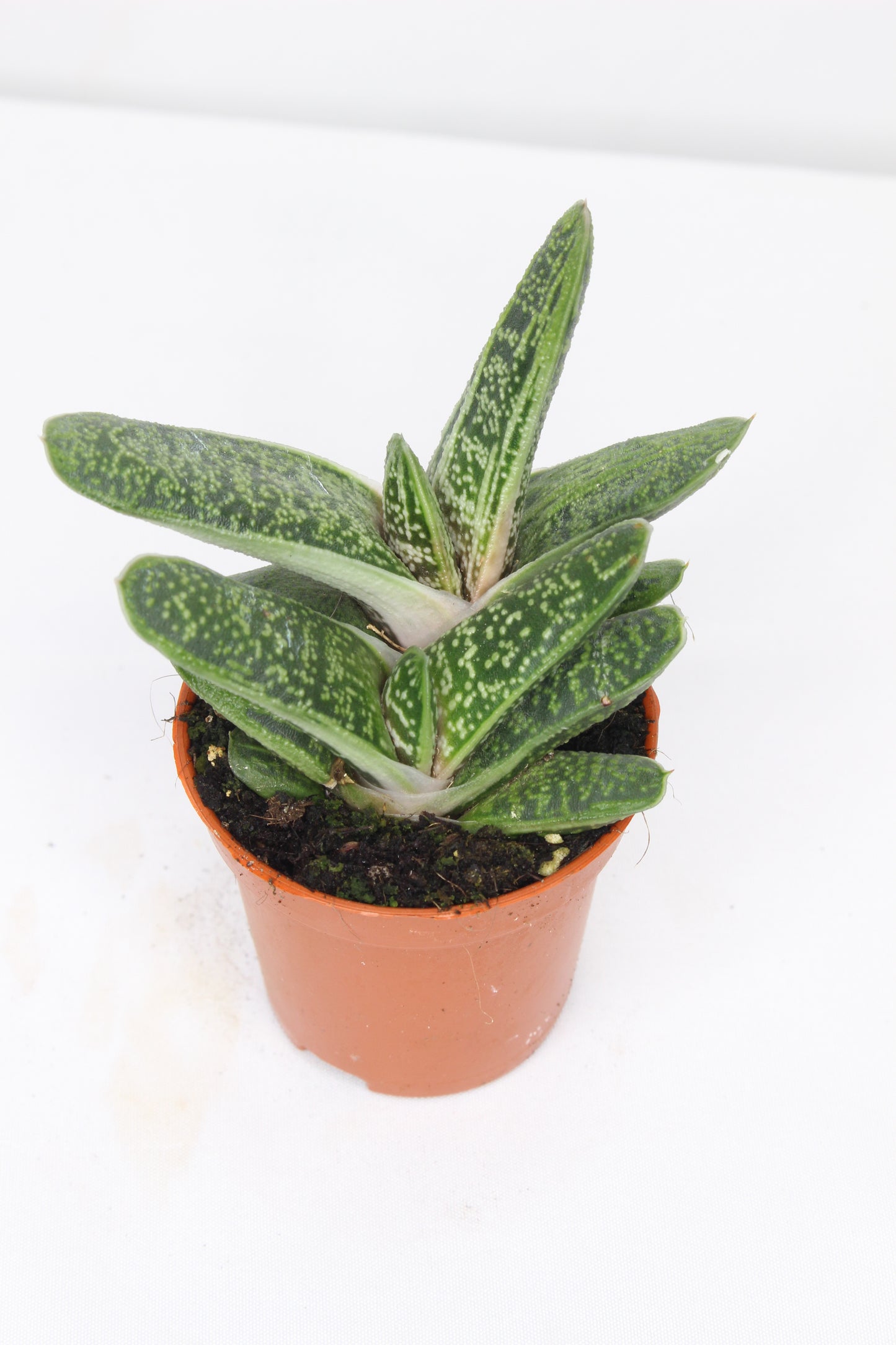 Gasteria Little Warty