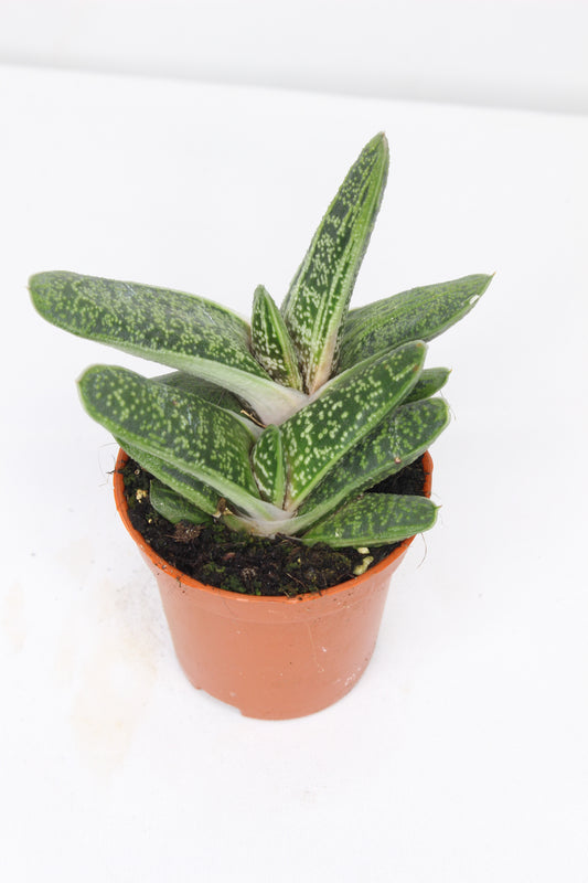 Gasteria Little Warty