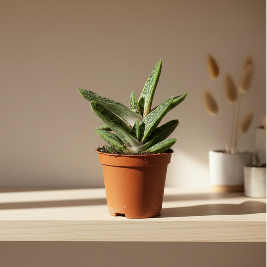 planta-decorativa