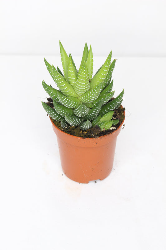 Haworthia Fasciata