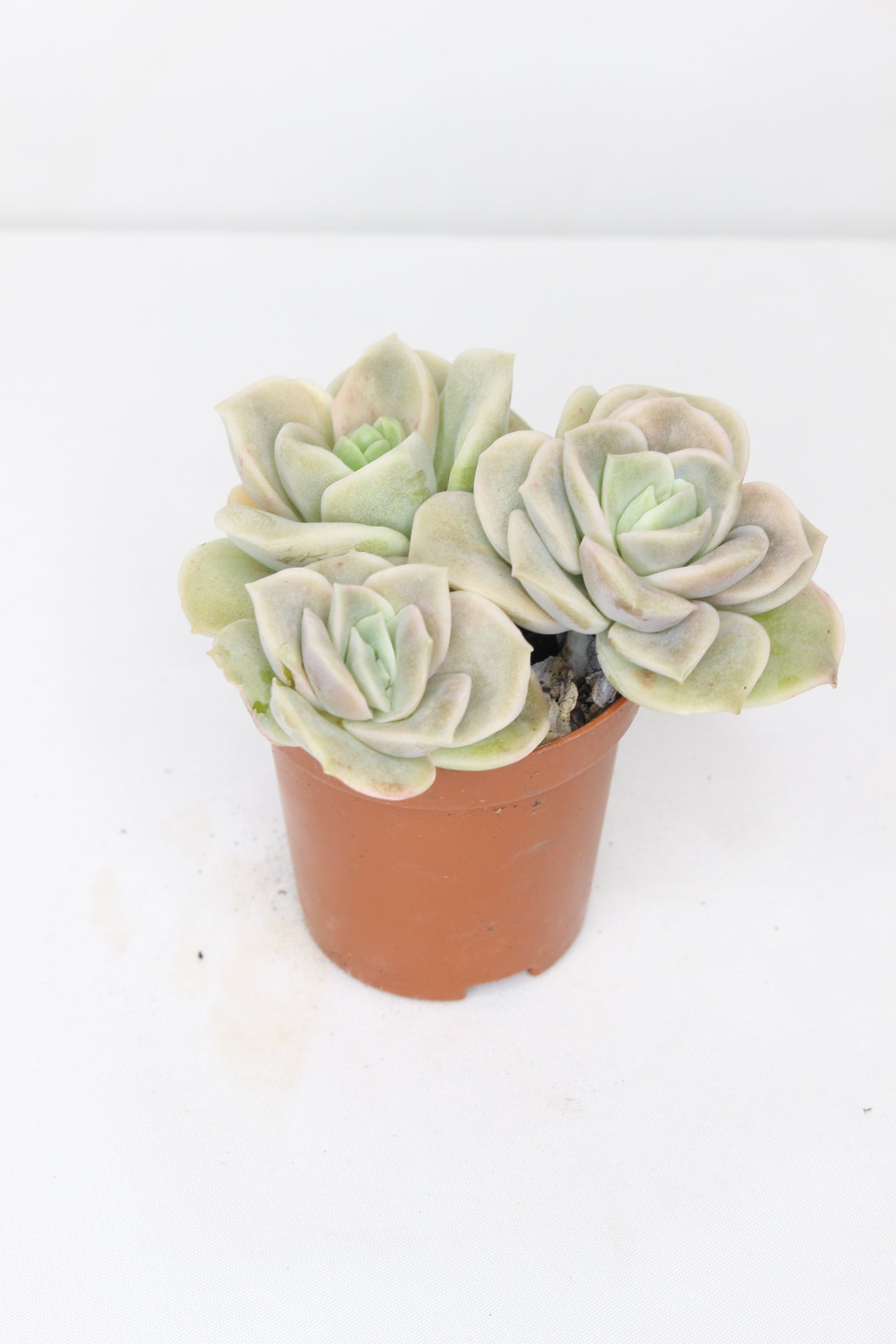 Echeveria Lovely Rose