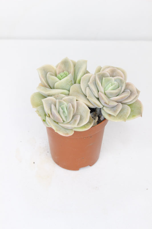 Echeveria Lovely Rose