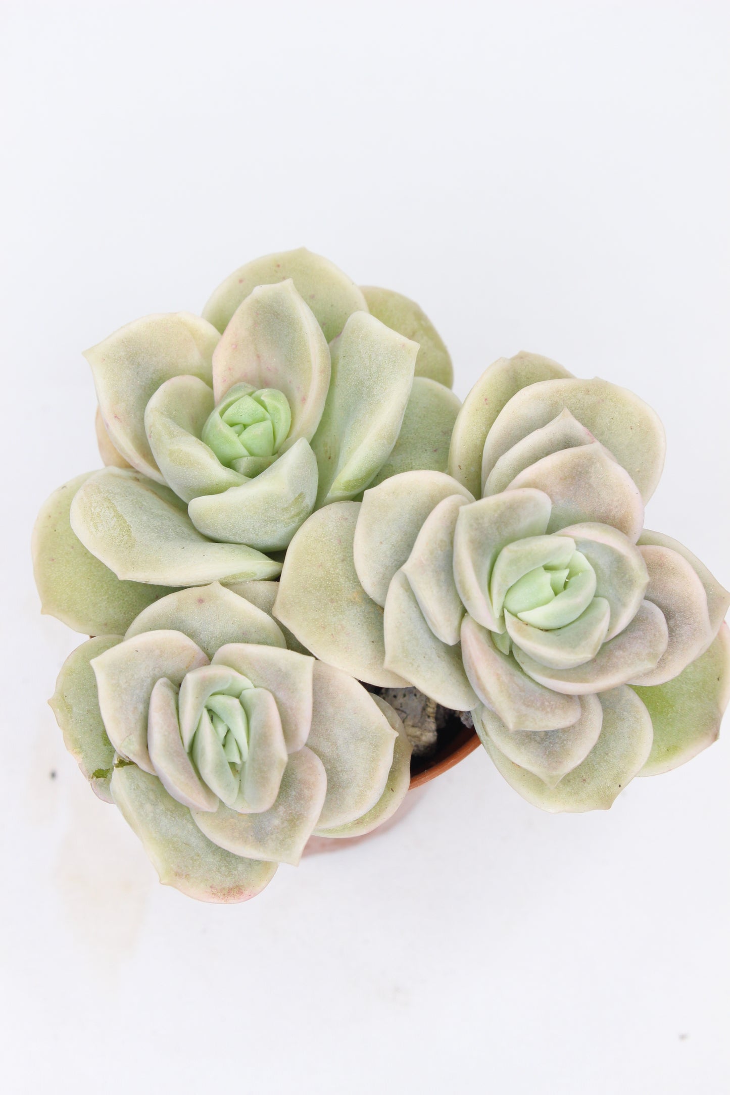 Echeveria Lovely Rose