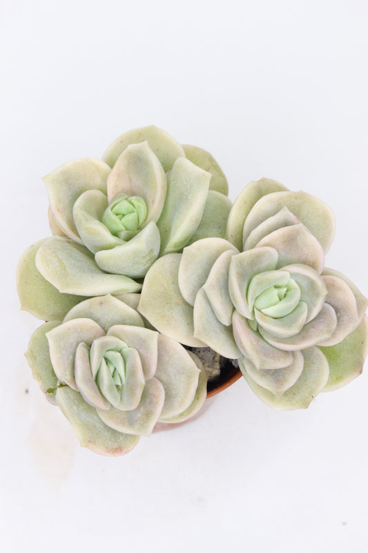 Echeveria Lovely Rose