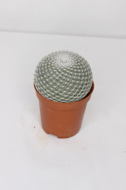 Mammillaria Haageana