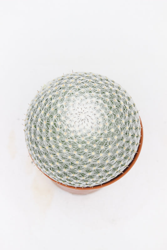 Mammillaria Haageana