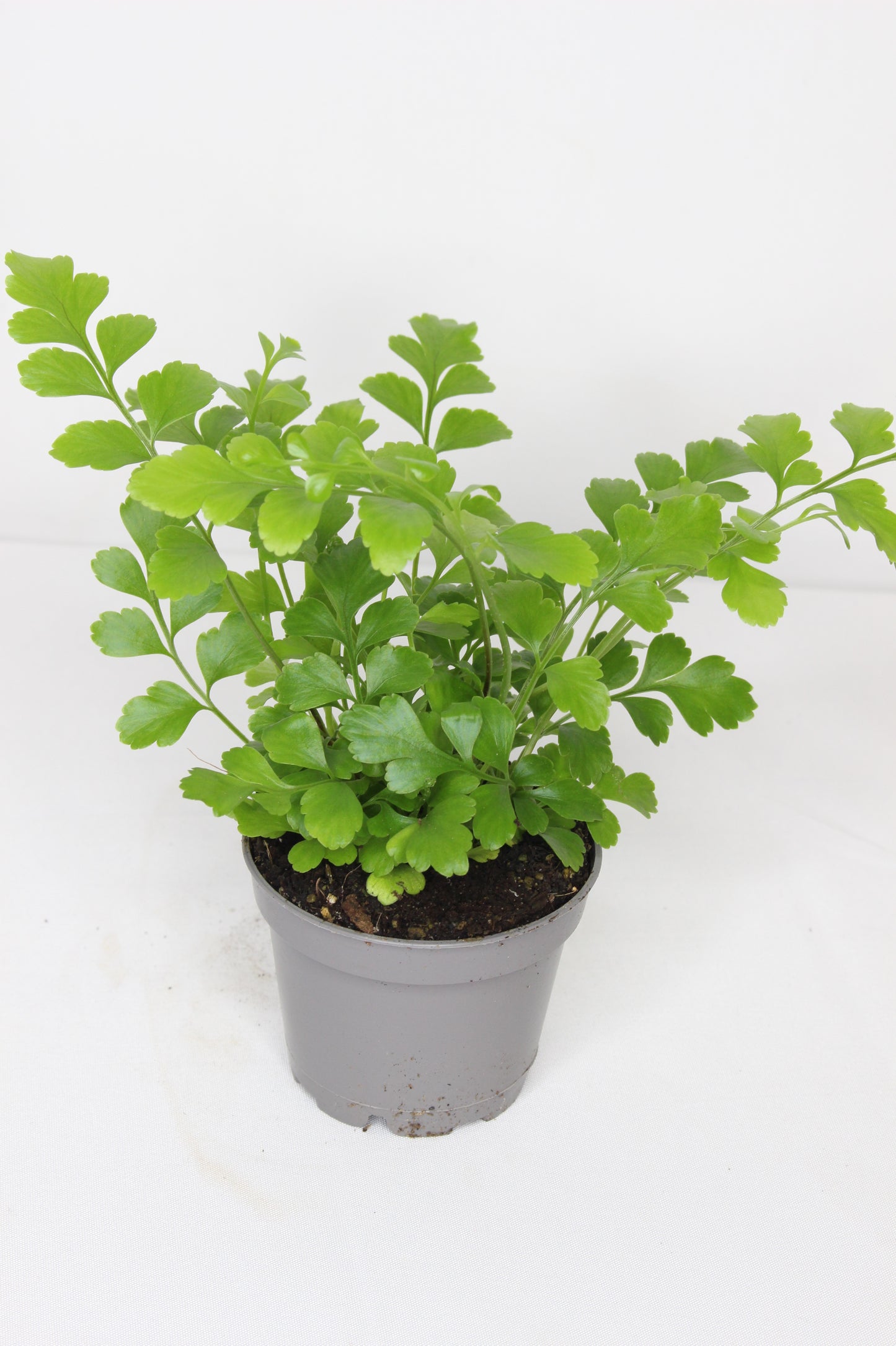 Mini Helecho Parvati