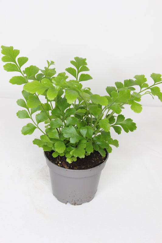 Mini Helecho Parvati