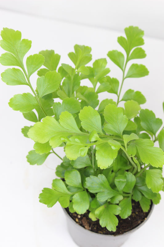 Mini Helecho Parvati