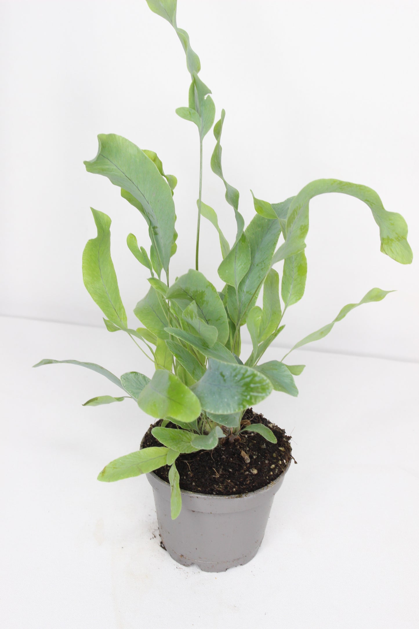 Mini Helecho Estrella Azul (Blue Star)